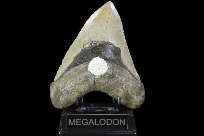 Fossil Megalodon Tooth - + Foot Prehistoric Shark #98999